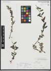 Foto von Salix repens subsp. repens L.